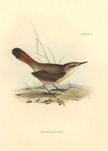 Ornitologie: "Eremobius phoenicurus" popsal Charles Darwin během své výpravy na palubě lodi Beagle. Deska z knihy "The zoology of the voyage of the H.M.S. Beagle. Let. III, Ptáci popsaní Johnem Gouldem, s poznámkou o jejich zvycích od Charlese Darwina. od Unbekannter Künstler