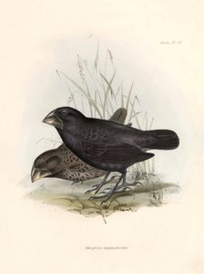 Ornitologie: "Popis vrabce, kterého Charles Darwin (1809-1882) pozoroval během své výpravy na palubě lodi Beagle. Deska z knihy "The zoology of the voyage of H.M.S. Beagle. Let. III, Ptáci popsaní b od Unbekannter Künstler