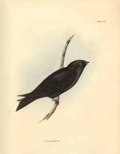 Ornitologie: "Progne modestus" z čeledi vlaštovkovitých popsal Charles Darwin během své výpravy na palubě lodi Beagle. Deska z knihy "The zoology of the voyage of H.M.S. Beagle. Let. III, Ptáci popsaní Johnem Gouldem, s poznámkou o jejich zvycích od Ch. od Unbekannter Künstler