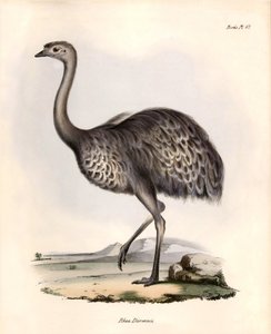 Ornitologie: "Nandou de Darwin pozoruje a popisuje Charles Darwin během své výpravy na palubě lodi Beagle. Deska z knihy "The zoology of the voyage of the H.M.S. Beagle. Let. III, Ptáci popsaní Johnem Gouldem, s poznámkou o jejich obydlích". od Unbekannter Künstler
