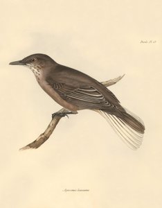 Ornitologie: Agriornis leucurus, kterého popsal Charles Darwin během své objevitelské cesty na palubě lodi Beagle. Deska z knihy "The Zoology of the voyage of the H.M.S. Beagle under the command of Captain Fitzroy during the years 1832 to 1836 edited and s od Unbekannter Künstler