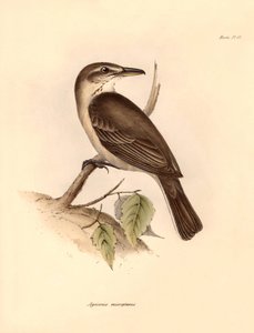 Ornitologie: Agriornis micropterus neboli argentinský gaučo, kterého popsal Charles Darwin během své objevitelské cesty na palubě lodi Beagle. Deska z knihy "The Zoology of the voyage of the H.M.S. Beagle under the command of Captain Fitzroy during the yea od Unbekannter Künstler