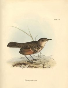 Ornitologie: Hymenops perspicillata" z čeledi ptáků, které popsal Charles Darwin během své objevitelské cesty na palubě lodi Beagle. Deska z knihy "The Zoology of the voyage of the H.M.S. Beagle under the command of Captain Fitzroy during the years 1832 to od Unbekannter Künstler