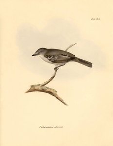 Ornitologie: Pachyramphus albescens" z čeledi bukovitých, kterého popsal Charles Darwin během své objevitelské cesty na palubě lodi Beagle. Deska z knihy "The Zoology of the voyage of the H.M.S. Beagle under the command of Captain Fitzroy during the years  od Unbekannter Künstler