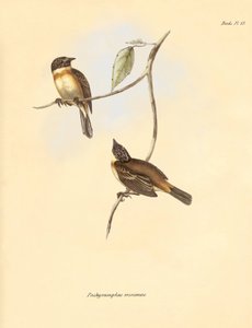 Ornitologie: Pachyramphus minimus" z čeledi bukovitých, kterého popsal Charles Darwin během své objevitelské cesty na palubě lodi Beagle. Deska z knihy "The Zoology of the voyage of the H.M.S. Beagle under the command of Captain Fitzroy during the years 18 od Unbekannter Künstler