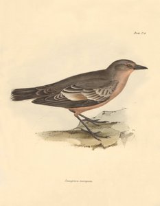 Ornitologie: Taenioptera variegata", kterou popsal Charles Darwin během své objevitelské cesty na palubě lodi Beagle. Deska z knihy "The Zoology of the voyage of the H.M.S. Beagle under the command of Captain Fitzroy during the years 1832 to 1836 edited an od Unbekannter Künstler