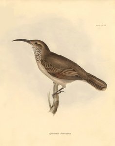 Ornitologie: Upercerthia dumetaria", kterou popsal Charles Darwin během své objevitelské cesty na palubě lodi Beagle. Deska z knihy "The Zoology of the voyage of the H.M.S. Beagle under the command of Captain Fitzroy during the years 1832 to 1836 edited an od Unbekannter Künstler