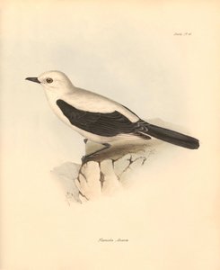 Ornitologie: "Fluvicola azarea" neboli mucholapka, kterou popsal Charles Darwin během své objevitelské cesty na palubě lodi Beagle. Deska z knihy "The Zoology of the voyage of the H.M.S. Beagle under the command of Captain Fitzroy during the years 1832 to  od Unbekannter Künstler
