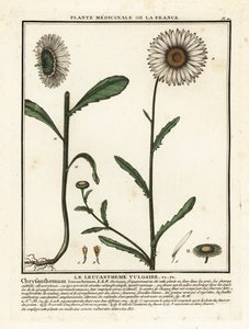 Sedmikráska volská, Leucanthemum vulgare. od Unbekannter Künstler