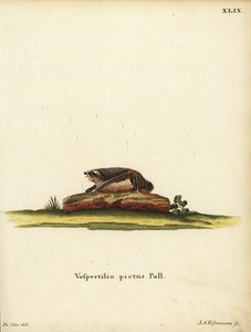 Malovaný vlnitý netopýr, Kerivoula picta. Vespertilio pictus Linn. Ručně kolorovaná mědirytina Jakoba Andrease Eisenmanna podle ilustrace Jacquese de Seve. z knihy Johanna Christiana Daniela Schrebera Ilustrace zvířat podle přírody, neboli Schreberova F od Unbekannter Künstler