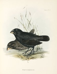 Pair of Large Ground Finches, Galapágy, c 1832-1836 od Unbekannt