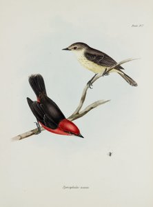 Ptačí pár, c 1832-1836 od Unbekannter Künstler