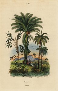 Palmy: datlová palma, Phoenix dactylifera 1, Attalea druh 2 a Geonoma druh 3 od Unbekannt