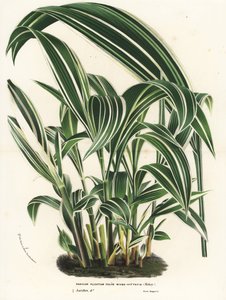 Palma palmová, Setaria palmifolia (Panicum plicatum foliis level-vittatis). Ručně kolorovaná litografie z knihy Louise van Houtteho a Charlese Lemaira Květiny zahrad a skleníků Evropy, Flore des Serres et des Jardins de l