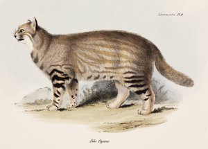 Kočka pampová, Jižní Amerika, c 1832-1836 od Unbekannt