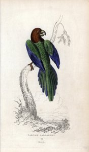 Papoušek pumpadour, Prosopeia tabuensis. Psittacus tabuensis. Litografie Josepha Kidda podle kresby Johna Audubona v Miscellany of Natural History: Sir Thomas DiK Lauder and Captain Thomas Brown, vydáno v Edinburghu, Skotsko, v roce 183. od Unbekannter Künstler