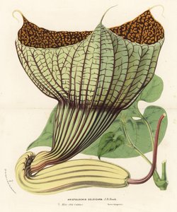 Pararistolochia goldieana (Aristolochia goldieana). Ručně kolorovaná litografie z knihy Louise van Houtteho a Charlese Lemaira Flowers of Gardens and Hothouses of Europe, Flore des Serres et des Jardins de l