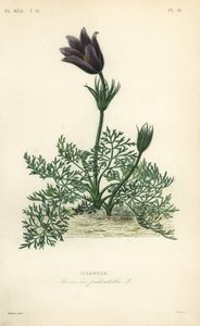 Koniklec neboli Dánská krev, Sasanka pulsatilla, Pulsatille od Unbekannt