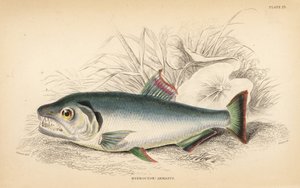 Payara, Hydrolycus armatus (Hydrocyon silnozubý, Hydrocyon armatus). Ručně kolorovaná ocelorytina W. H. Lizarse podle ilustrace Jamese Stewarta z knihy Roberta Schomburga Fishes of Guiana, která je součástí Naturalist