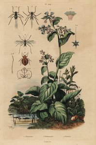 Mšice broskvová, Myzus persicae 1, mšice růžová, Macrosiphum rose 2, zvonky virginské, Mertensia pulmonarioides 3 a štěnice, Cimex lectularius 4 od Unbekannt