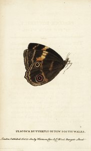 Motýl paví oko Nového Jižního Walesu. Ručně kolorovaná mědirytina z "The Naturalist