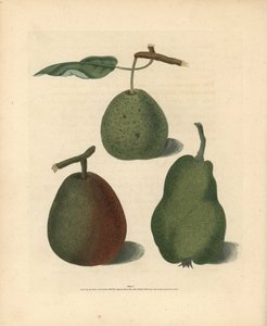 Odrůdy hrušek, Pyrus communis: Cressan, Gansell