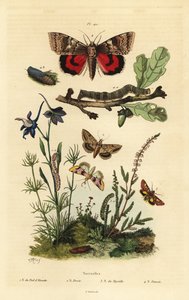 Hrachový květ, Periphanes delphinii 1, bavlník, Helicoverpa armigera 2, žluté podkřídlo, Anarta myrtilli 3, a velké žluté podkřídlo, Noctua pronuba, larva a kukla 4. Noctuelles od Unbekannt