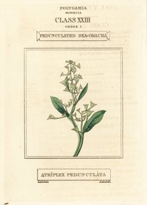 Mořská ostřice stopkatá, Atriplex pedunculata. Ručně kolorovaná mědirytina podle ilustrace Richarda Duppy z knihy The Clours and Orders of the Linnaean System of Botany, Longman, Hurst, London. od Unbekannter Künstler
