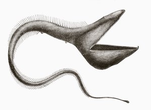 Úhoř pelikán neboli Eurypharynx pelecanoides, hlubokomořská ryba, kterou člověk vidí jen zřídka, z knihy "El Mundo Ilustrado", vydané v Barceloně kolem roku 1880. od Unknown
