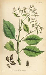 Kůrovec peruánský neboli chininovník, Cinchona officinalis. Ručně kolorovaná litografie Henryho Sowerbyho z knihy Edwarda Hamiltona Flora Homeopathica, Bailliere, Londýn. od Unbekannter Künstler