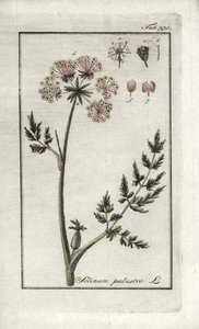 Peucedan bahenní nebo petrklíč bahenní (Selinum marsh). Litografie z knihy "Afbeelding der Artseny-Gewassen" od Johannese Zorna (1739-1799), Nizozemsko. od Unbekannter Künstler