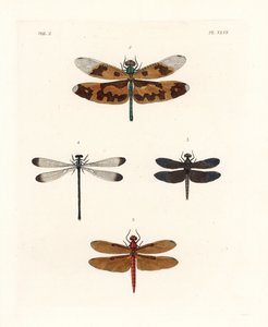 Vážka obrázková, Rhyothemis variegata 1, lesní sklípkan plný, Neurothemis fulvia 2, sklípkan bahenní, Neurothemis tullia 3, a stínka, Palaemnema paulina 4. Ručně kolorovaná litografie z nového vydání knihy Johna O. Westwooda "Il od Unbekannter Künstler