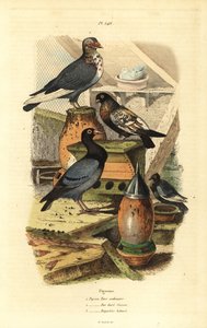 Holub Columba livia plemena: Obyčejný turecký holub, Swiss Golden Bay, Bastard Bagadais od Unbekannt