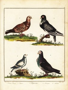 Holubi: Polský holub, pouter, ptarmigan a turbit. 1792 (rytina) od Unbekannter Künstler