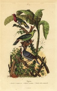 Hrdlička růžovohlavá, Ptilinopus porphyreus, holub zelený, Treron aromaticus, a Luzon krvácející, Gallicolumba luzonica od Unbekannt