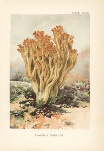 Růžová korálová houba neboli klavárie krásná, Ramaria formosa (Clavaria formosa). Chromolitografie podle botanické ilustrace Williama Hamiltona Gibsona z knihy Naše jedlé muchomůrky a houby. od Unbekannter Künstler