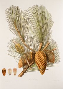 Pinus pinaster/borovice mořská/borovice přímořská od Unbekannt