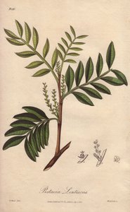 Pistácie čočkovitá (Pistacia lentiscus) - Silná voda od Williama Clarka k ilustraci knihy "Medical Botanical, Description of the Medicinal Plants of London, Edinburgh and Dublin" od Johna Stephensona a Jamese Morsse Churchilla, vydané v Londýně Johnem Chur od Unbekannter Künstler