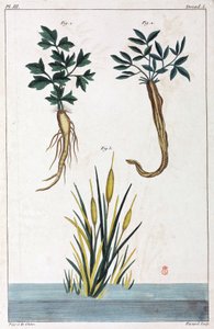 Plantes medicales, Čína od Unbekannt