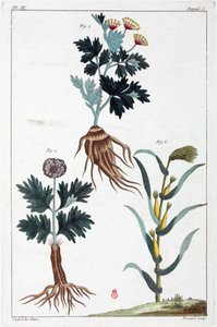 Plantes medicales, Čína od Unbekannt