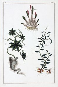 Plantes medicales, Čína od Unbekannt