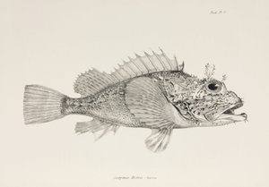 Hráč scorpionfish, c 1832-1836 od Unbekannter Künstler