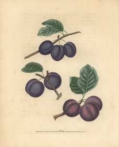Odrůdy švestek, Prunus domestica: Tours, Lawrane