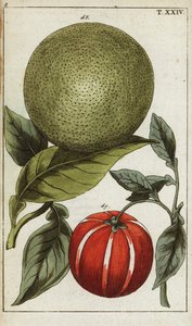 Pomelo nebo pummelo, Citrus maxima. od Unbekannter Künstler
