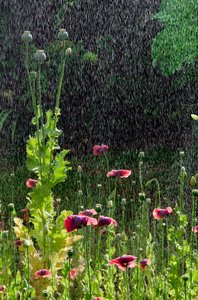 Květy máku (Papaver somniferum) a semínko v letním lijáku, Gower, Jižní Wales (foto) od Unbekannter Künstler
