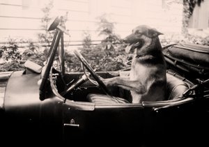 Oceněný policejní pes Alex za volantem auta