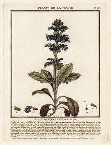 Pyramidální polnice, Ajuga pyramidalis. od Unbekannter Künstler