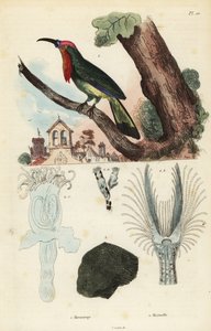 Vlha vousatá, Nyctyornis capensis a houba mechorostů, Plumatella fungosa od Unbekannt
