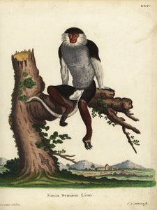 Duk červený, Pygathrix nemaeus. Ohrožený druh. Simia nemaeus Linn. Ručně kolorovaná mědirytina Johanna Sebastiana Leitnera podle ilustrace Jacquese de Seve z knihy Johanna Christiana Daniela Schrebera Animal Illustrations after Nature, or Schre od Unbekannter Künstler