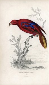 Lori červený, Eos rubra. Psittacus caeruleatus. Litografie Josepha Kidda podle kresby Johna Audubona v Miscellany of Natural History: Lauder a kapitán Thomas Brown, vydaném v Edinburghu ve Skotsku v roce 1833. od Unbekannter Künstler